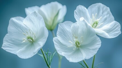 White flowers blooming, garden closeup, soft blue background, nature photography