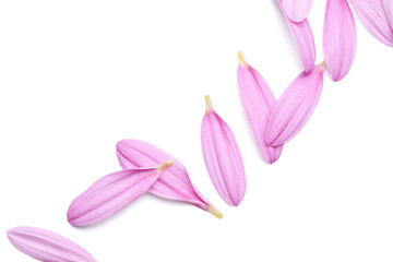 Purple chrysanthemum flower petals on white background