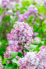 Lilac flowers.