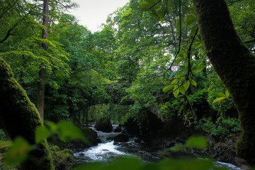 Medieval bridge covered by green is above the river in the middle of the nature.