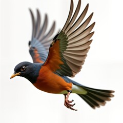 Fototapeta premium Isolated American robin in flight. Detailed view of wings, feathers. Bird in mid-air. Nature scene. Spring summer. Macro view. Wildlife photo. Beautiful bird in action. Detailed illustration of