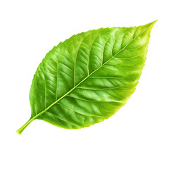 Obraz premium A highly detailed and realistic depiction of fresh green leaves, showcasing their natural texture and vibrant color