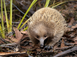Australian Echidna 