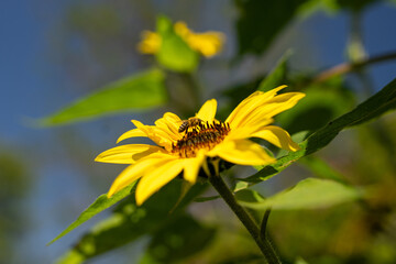 Yellow flower with bee under blue sky background