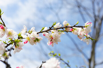 Japanese genpei peach flower in the park