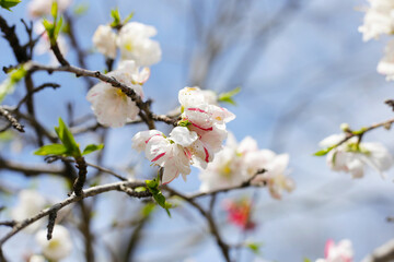 Japanese genpei peach flower in the park