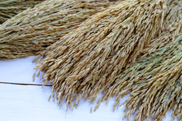 Paddy rice seeds, Thai rice seeds