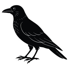 Crow on a white background