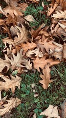 Fallen Autumn Leaves on Green Grass