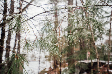 snow covered branches