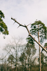 Thorny branch with sharp spikes extending upward, set against a backdrop of trees and a cloudy sky.
