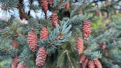 red pine cones