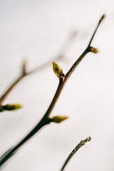 Close-up of a budding tree branch with young green leaves emerging during early spring against a blurred background.
