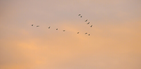 Birds flying in a blue cloudy sky in the light of sunrise in winter, Almere, Flevoland, The Netherlands, January 26, 2025