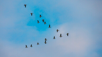 Birds flying in a blue cloudy sky in the light of sunrise in winter, Almere, Flevoland, The Netherlands, January 26, 2025