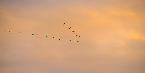 Birds flying in a blue cloudy sky in the light of sunrise in winter, Almere, Flevoland, The Netherlands, January 26, 2025