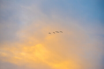 Birds flying in a blue cloudy sky in the light of sunrise in winter, Almere, Flevoland, The Netherlands, January 26, 2025