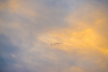 Birds flying in a blue cloudy sky in the light of sunrise in winter, Almere, Flevoland, The Netherlands, January 26, 2025