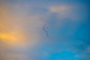 Birds flying in a blue cloudy sky in the light of sunrise in winter, Almere, Flevoland, The Netherlands, January 26, 2025