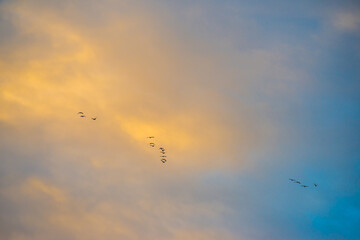 Obraz premium Birds flying in a blue cloudy sky in the light of sunrise in winter, Almere, Flevoland, The Netherlands, January 26, 2025