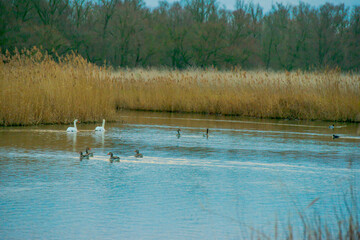 Birds swimming in a lake in the light of sunrise in winter, Almere, Flevoland, The Netherlands, January 26, 2025