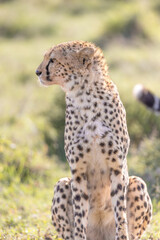 Serious Cheetah