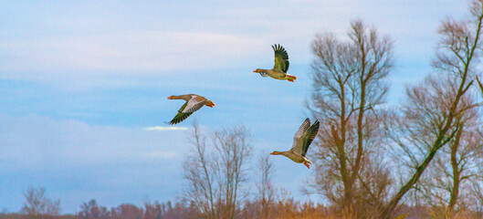 Birds flying in nature in a blue yellow cloudy sky in the light of sunrise in winter, Almere,...