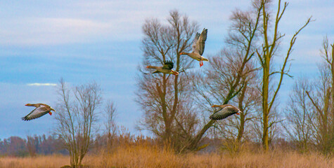 Birds flying in nature in a blue yellow cloudy sky in the light of sunrise in winter, Almere,...