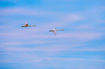 Birds flying in a blue cloudy sky in the light of sunrise in winter, Almere, Flevoland, The...