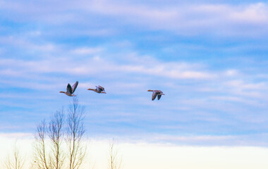 Birds flying in a blue cloudy sky in the light of sunrise in winter, Almere, Flevoland, The Netherlands, January 26, 2025