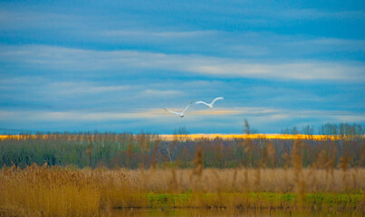 Birds flying over a lake in a yellow cloudy sky in the light of sunrise in winter, Almere, Flevoland, The Netherlands, January 26, 2025