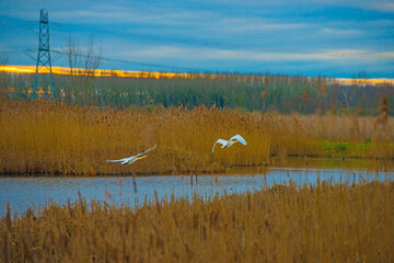 Birds flying over a lake in a yellow cloudy sky in the light of sunrise in winter, Almere,...