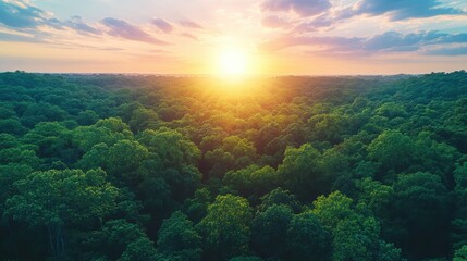 Fototapeta premium Vibrant sunrise over lush green forest canopy captures tranquil nature serenity and majestic morning light