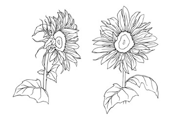 Sunflower flowers line sketch. Vector graphics.