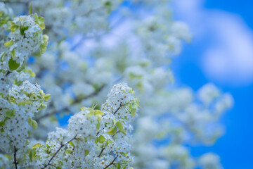 Flowering tree branch with white flowers. Spring background. Blooming tree branches white flowers and blue sky background, close up. Cherry blossom, sakura garden, spring orchard, spring sunny day.