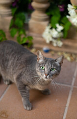 Grey cat in the garden