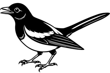 Obraz premium Magpie Robin isolated on white background vector art illustration