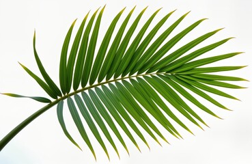 Obraz premium Closeup view of vibrant green palm leaf against plain white background. Leaf structure clearly visible with distinct parallel veins. Tropical natural beauty. Perfect for eco-themed designs. Tropical
