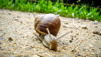 Snail crawls along the path, a snail on a moss.