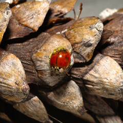 Ladybug on a Pinecone 
