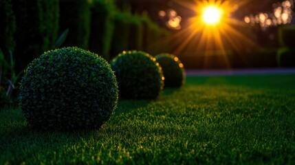 Sunlit garden with spherical shrubs at sunrise capturing nature's serene beauty