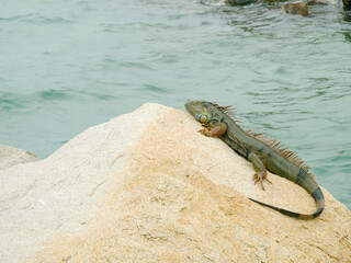 Green iguana sitting on large rocks on the edge of blue water on a cloudy day. Curved tail....