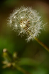 Fototapeta premium Delicate Dance of Dandelion seeds