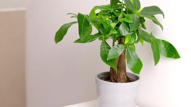 A Pachira aquatica plant growing in a grey pot standing on white dresser table in a room at home