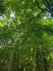 forest in the morning