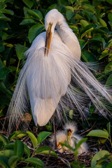 Great Egret with chick.