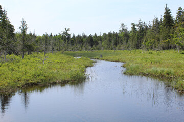Stream at a wetland near Jordan Pond at Acadia National Park in Maine