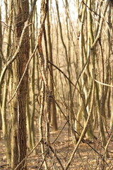 Fototapeta premium Beech trees in the autumn forest