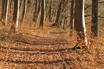 Beech trees in the autumn forest