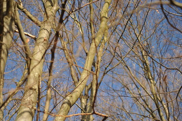 Obraz premium Gray branches on beech trees in the forest, blue autumn sky